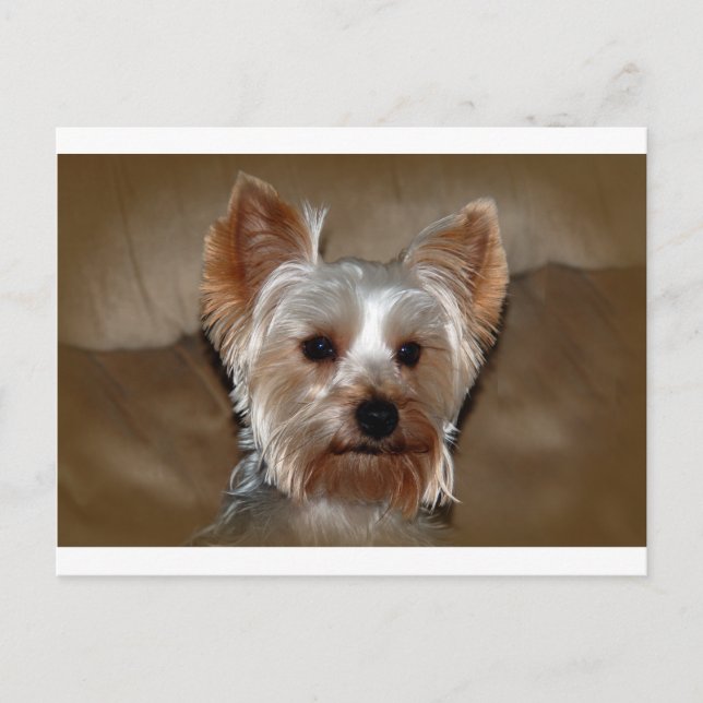 Yorkie Postkarte (Vorderseite)