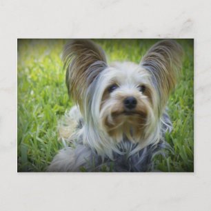 Yorkie Postkarte
