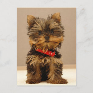 Yorkie Products Postkarte