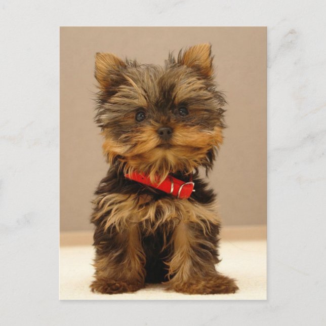 Yorkie Products Postkarte (Vorderseite)