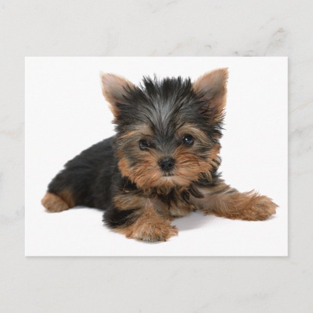 Yorkie Pup Postkarte (Vorderseite)