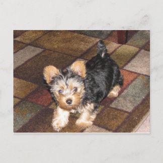 Yorkie Puppy Postkarte