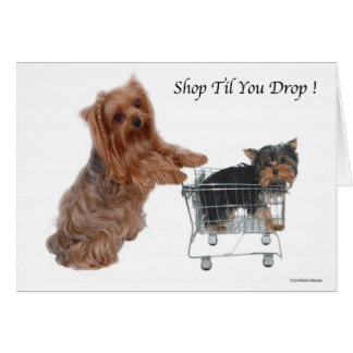 Yorkie Shop - Sie fallen