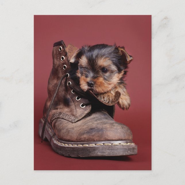 Yorkie Stiefel Postkarte (Vorderseite)
