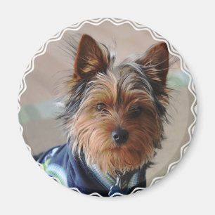Yorkie Terrier Magnet