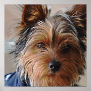 Yorkie Terrier Plakat