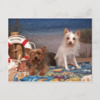 Yorkie und Friends Beach Time