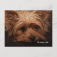 Yorkie Vermisst You