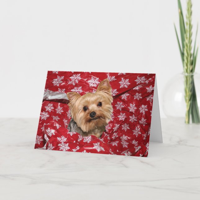 Yorkie Weihnachten (Vorderseite)