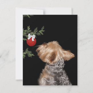 Yorkie-Weihnachtsverlockung Feiertagskarte