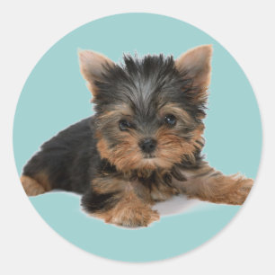 Yorkie Welpe Runder Aufkleber