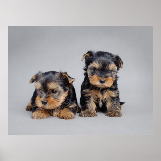 Yorkie Welpen Poster (Vorne)