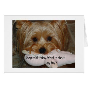 YORKIE WILL, TOP "AUF IHREM GEBURTSTAG" ZU TEILEN