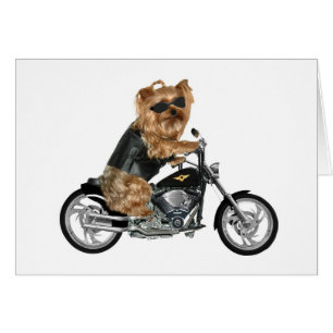Yorkie Yorkshire Terrier Biker