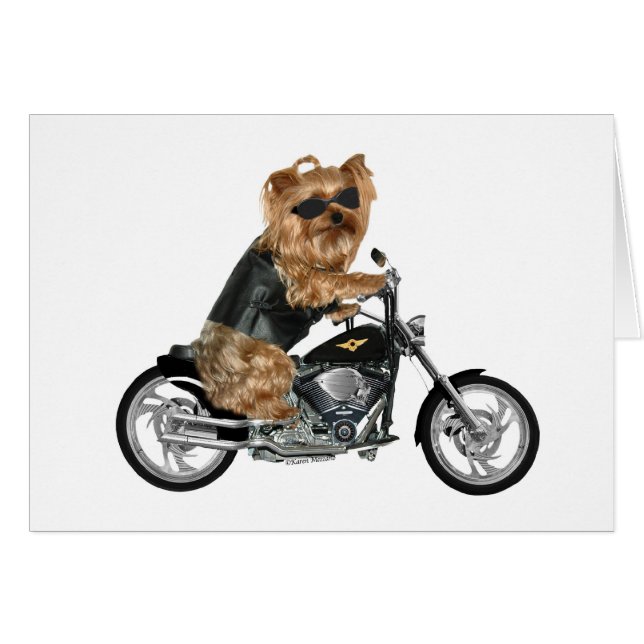 Yorkie Yorkshire Terrier Biker (Devant horizontal)