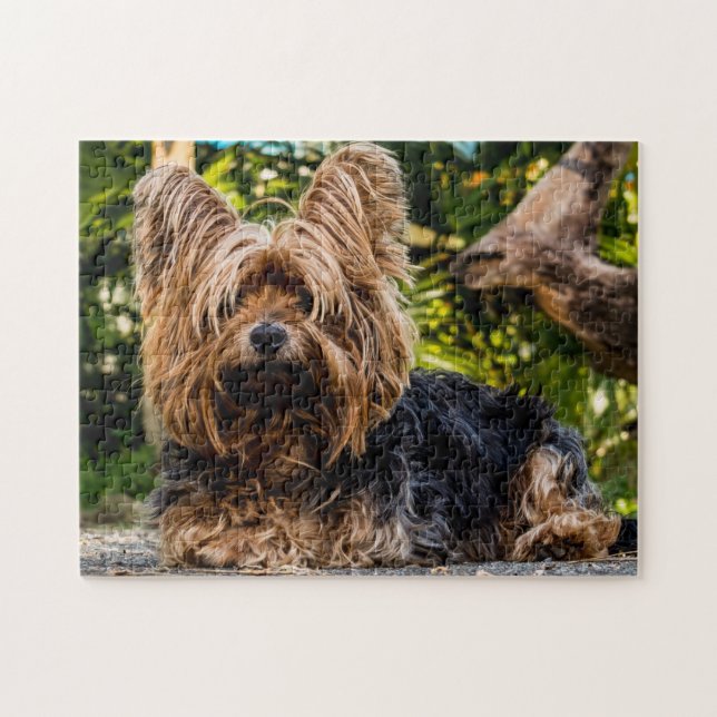 Yorkie Yorkshire Terrier Dog (Horizontal)