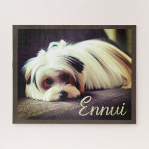 Yorkie, Yorkshire Terrier, Ennui,