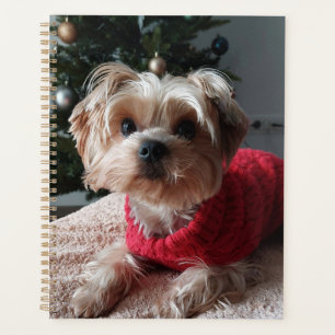 Yorkie Yorkshire Terrier mignon avec sapin de Noël