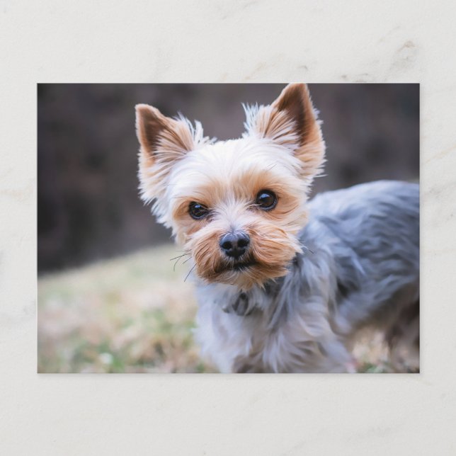Yorkie, Yorkshire Terrier Postkarte (Vorderseite)