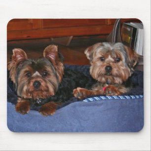Yorkies - Kumpels Mousepad