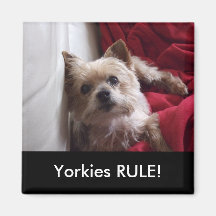 Yorkies RULE ! magnet de frigo