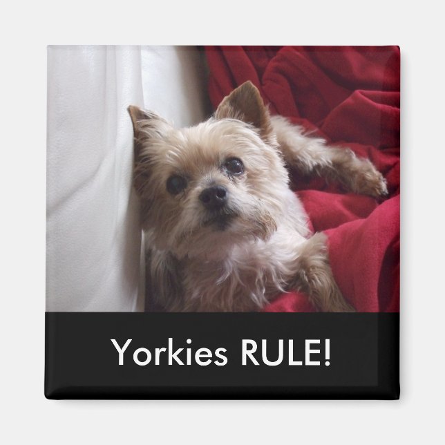 Yorkies RULE ! magnet de frigo (Devant)