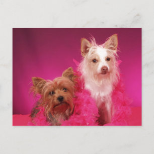Yorkies und Pink Boas Postkarte