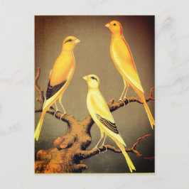YORKSHIRE CANARIES POSTKARTE