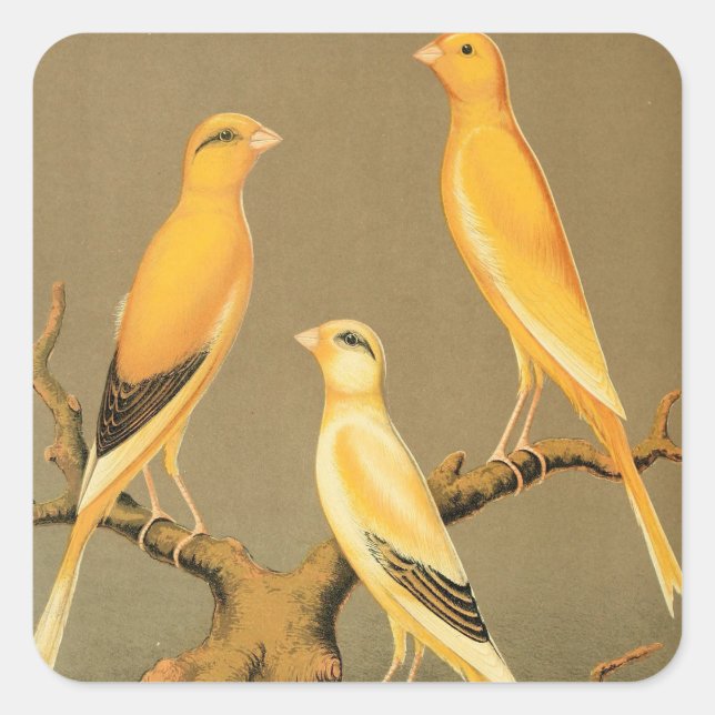 YORKSHIRE CANARIES QUADRATISCHER AUFKLEBER (Vorderseite)
