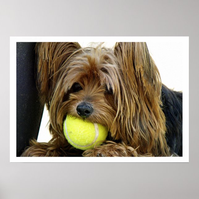 Yorkshire Terrer mit Tennis Ball Poster (Vorne)
