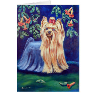 Yorkshire Terrier