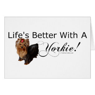 Yorkshire Terrier