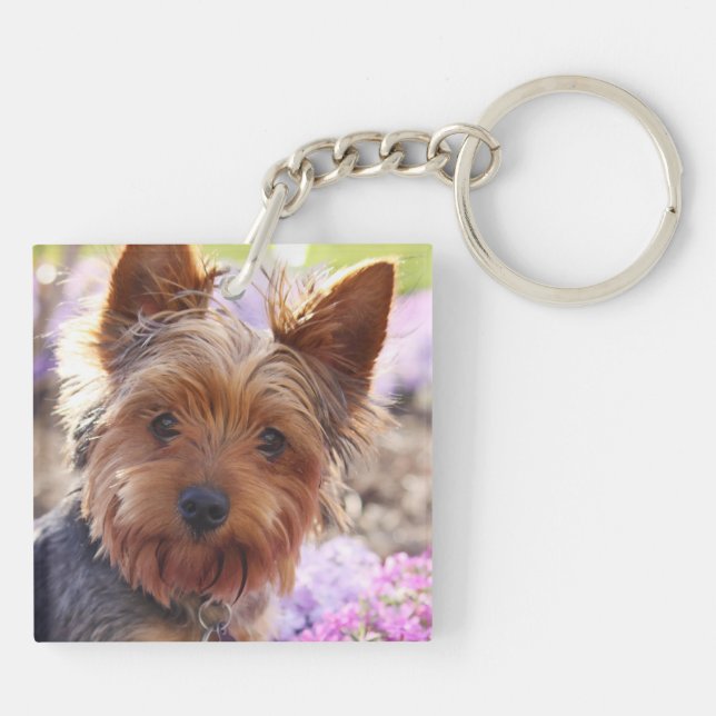 Yorkshire Terrier (Dos)