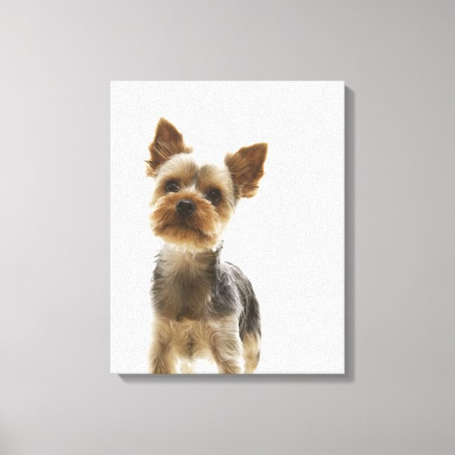 Yorkshire Terrier 2 Leinwanddruck (Vorderseite)
