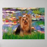 Yorkshire Terrier 7 - Lilies 2
