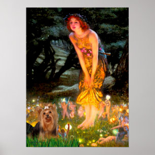 Yorkshire Terrier 7 - Mittsommerabend Poster