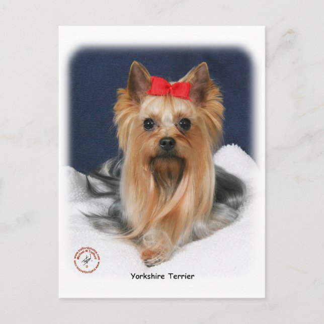 Yorkshire Terrier 9Y110D-019 Postkarte (Vorderseite)
