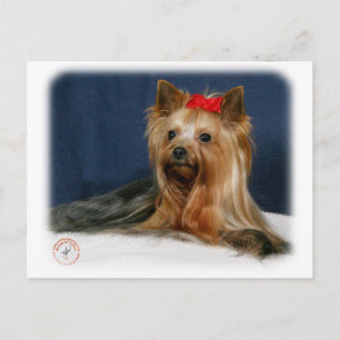 Yorkshire Terrier 9Y110D-064 Postkarte