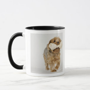 Yorkshire Terrier auf dem weißen Hintergrundgehen Tasse
