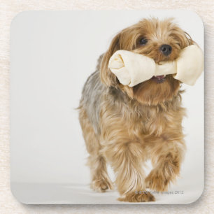 Yorkshire Terrier auf dem weißen Hintergrundgehen Untersetzer