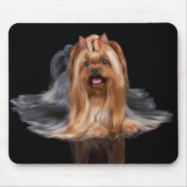 Yorkshire Terrier auf Schwarzem Mousepad