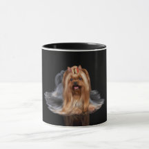Yorkshire Terrier auf Schwarzem