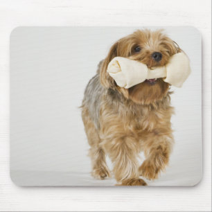 Yorkshire Terrier auf weißem Hintergrund Mousepad