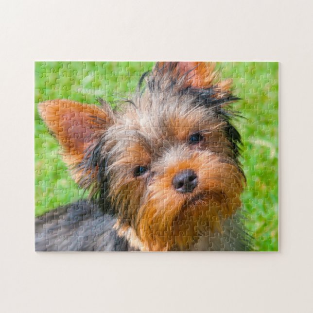Yorkshire Terrier aufblickend (Horizontal)
