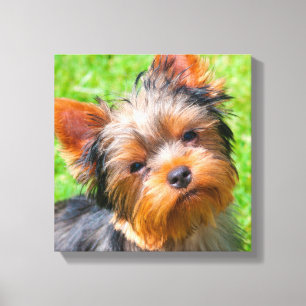 Yorkshire Terrier aufblickend Leinwanddruck