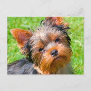 Yorkshire Terrier aufblickend Postkarte