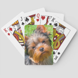 Yorkshire Terrier aufblickend Spielkarten