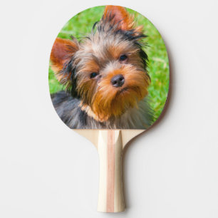 Yorkshire Terrier aufblickend Tischtennis Schläger