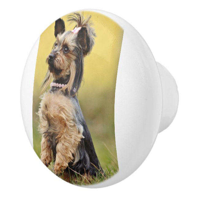 Yorkshire-Terrier aufsitzen Keramikknauf (Rechts)