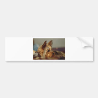 Yorkshire Terrier Autoaufkleber